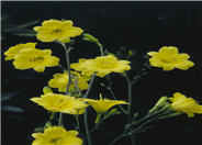 Bitsy Daylily
