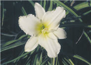 Lady Elizabeth Daylily