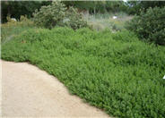 Cushion Coyote Brush