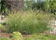 Adagio Eulalia Grass
