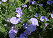 Ground Morning Glory, Morocco Glory