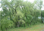 Fremont or Western Cottonwood