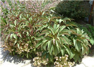 Hybrid Helleborus or Hellebore