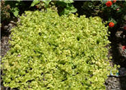 Golden Creeping Jenny, Moneywort