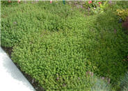 Purple Carpet Creeping Thyme