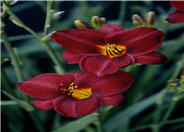 Frankly Scarlet Daylily
