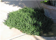Prostrate Trailing Germander