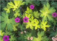 Ann Folkard Purple Cranesbill