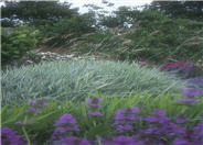 Variegated Ribbon Grass