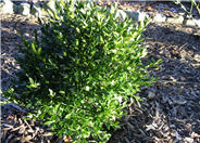 Compact Japanese Boxwood