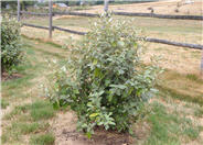 Ebbing's Upright Silverberry