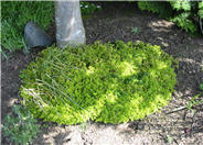 Lemon Gold Thyme