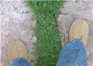 Woolly Thyme