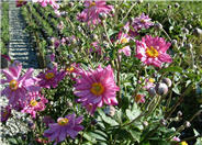 Japanese Anemone