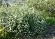 White Globe Mallow