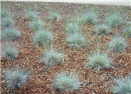 California Fescue selection