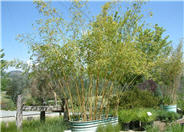 Robert Young Running Bamboo