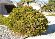 Oriental Arborvitae