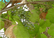 Fox Grape, Northern Fox grape