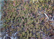 Dragon's Blood Stone Crop