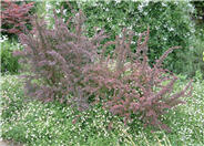 Red-Leaf Japanese Barberry
