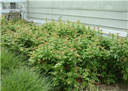 Ken Hartman Barberry