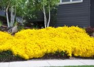 Genista Broom