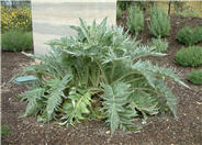 Artichoke