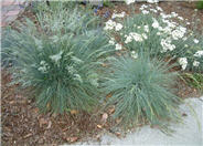 Blue Fescue, Blue Fescue Grass