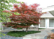 Bloodgood Japanese Maple