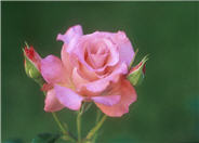 First Prize Hybrid Tea Rose
