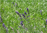 Hidcote English Lavender