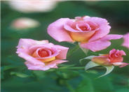 Tiffany Hybrid Tea Rose