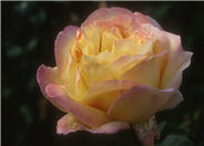 Peace Hybrid Tea Rose