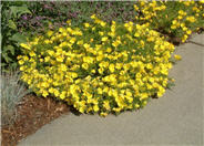 Saltillo Evening Primrose