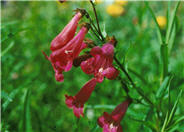 Cherry Glo Garden Penstemon