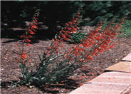 Scarlet Bugler