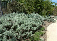 Silver Wormwood