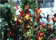 Columbine Selection
