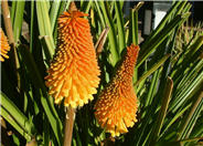 Torch Lily Improved