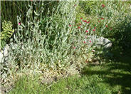 Mullein Pink, Rose Campion