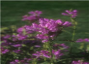 False Dragonhead, Obedient Plant