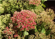 Rose Red Stone Crop