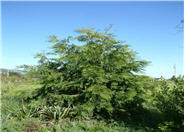 Incense Cedar