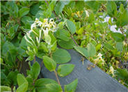 Hall's Japanese Honeysuckle