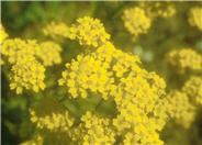 Dwarf Basket-of-Gold