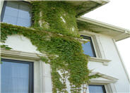 Boston Ivy