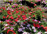 Impatiens, Busy Lizzie