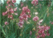 Annual Sweet Pea