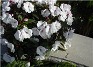 New Guinea Impatiens